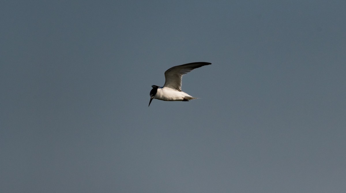 Little Tern - Arun Raghuraman