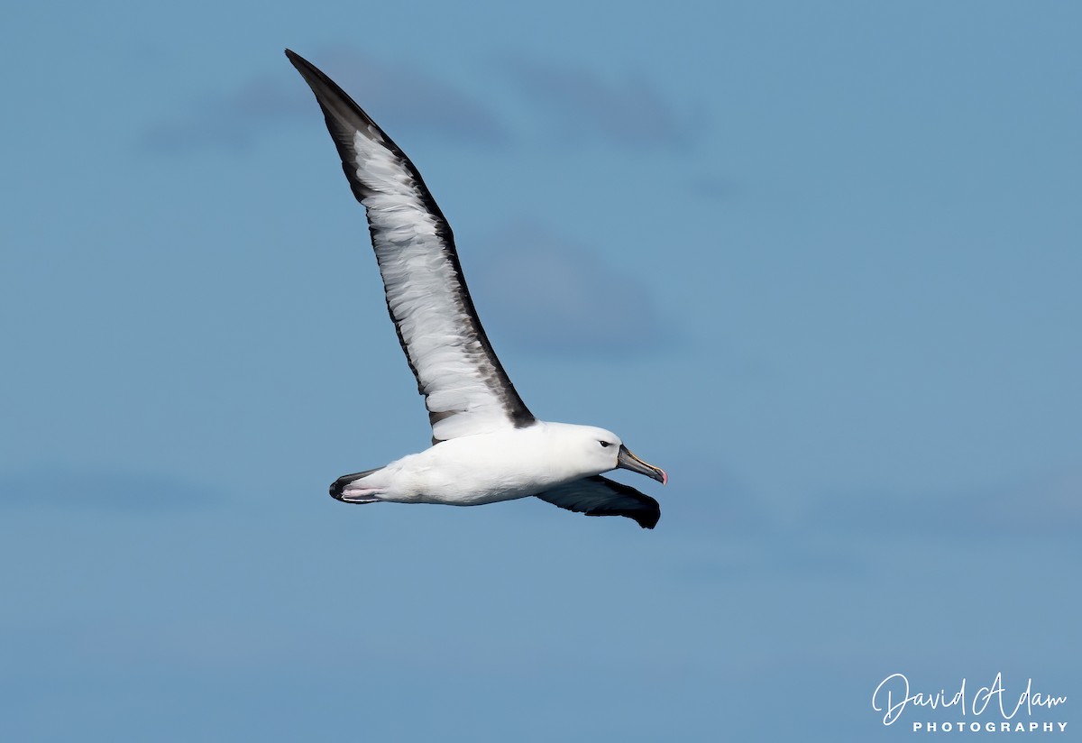 Indian Yellow-nosed Albatross - ML618071855