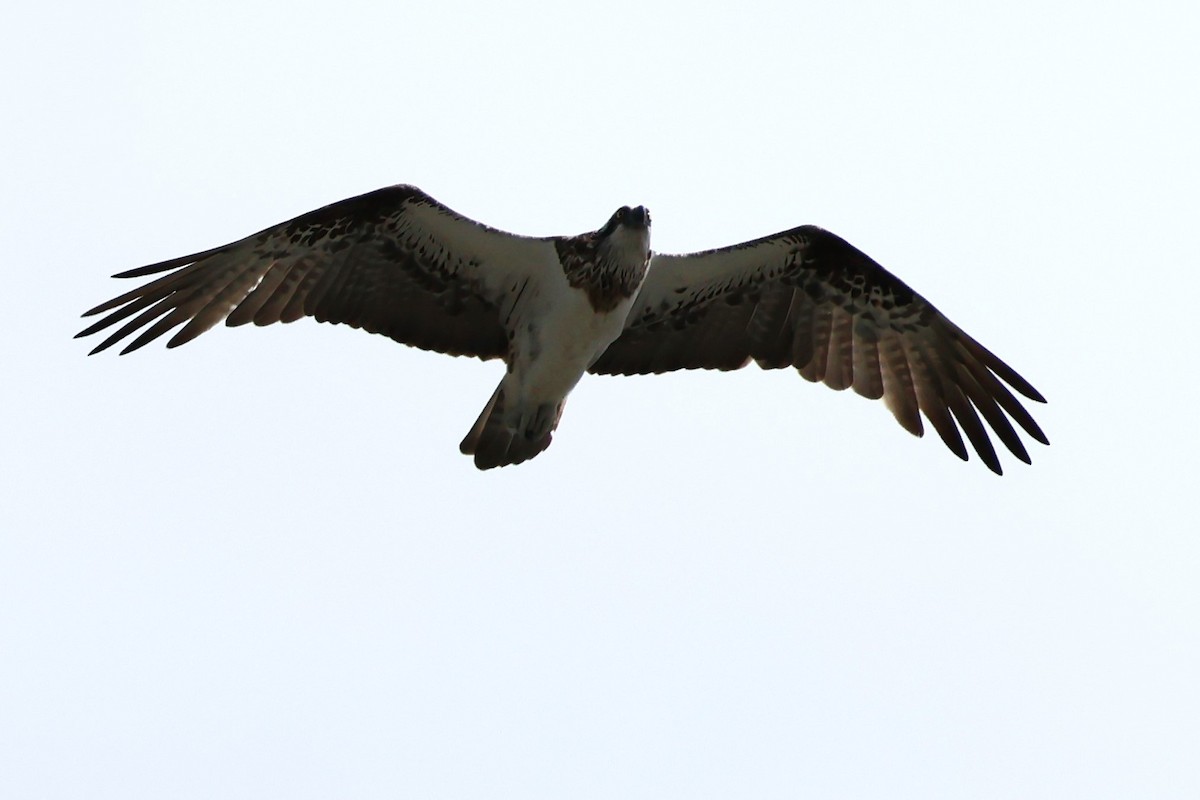 Águila Pescadora - ML618071856