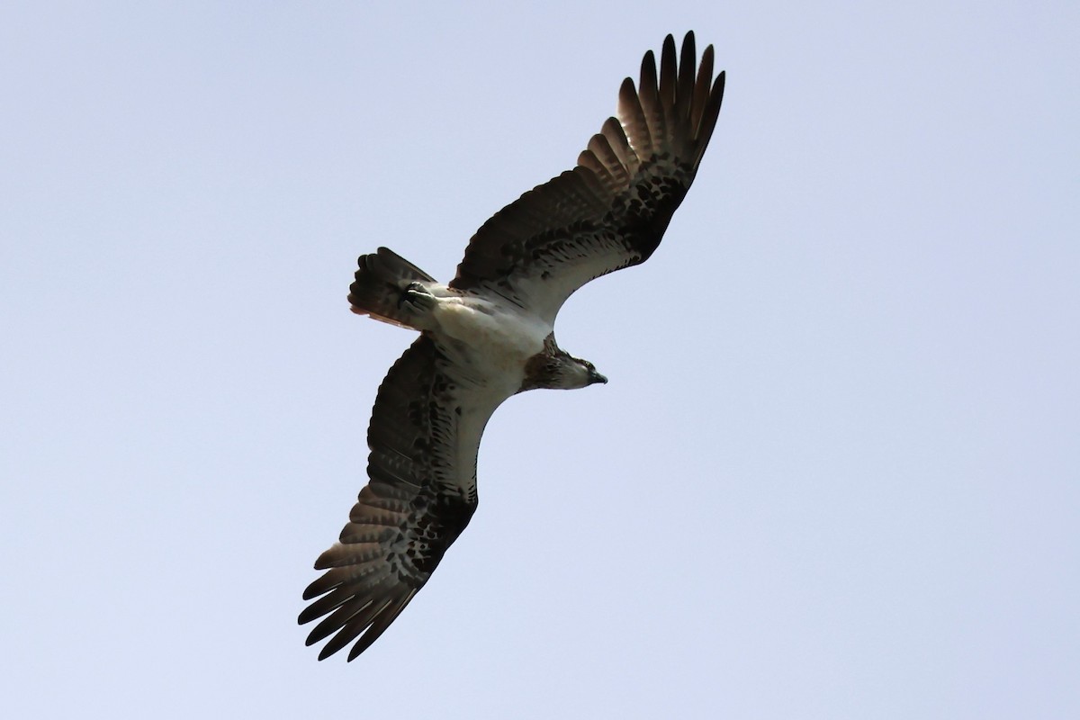 Águila Pescadora - ML618071857