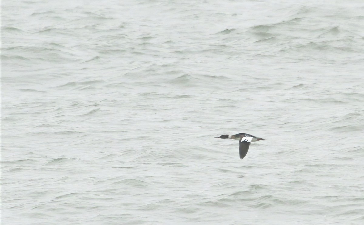 Red-breasted Merganser - ML618071862