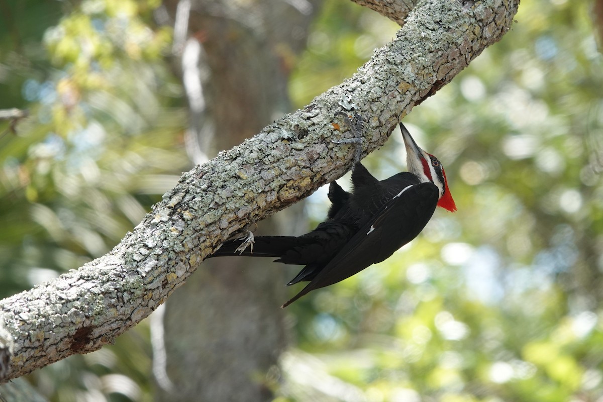 Pileated Woodpecker - ML618071865