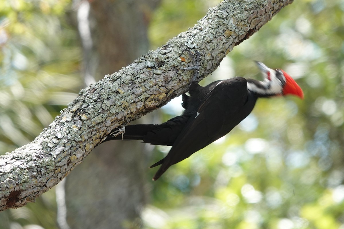 Pileated Woodpecker - Mick McCarty