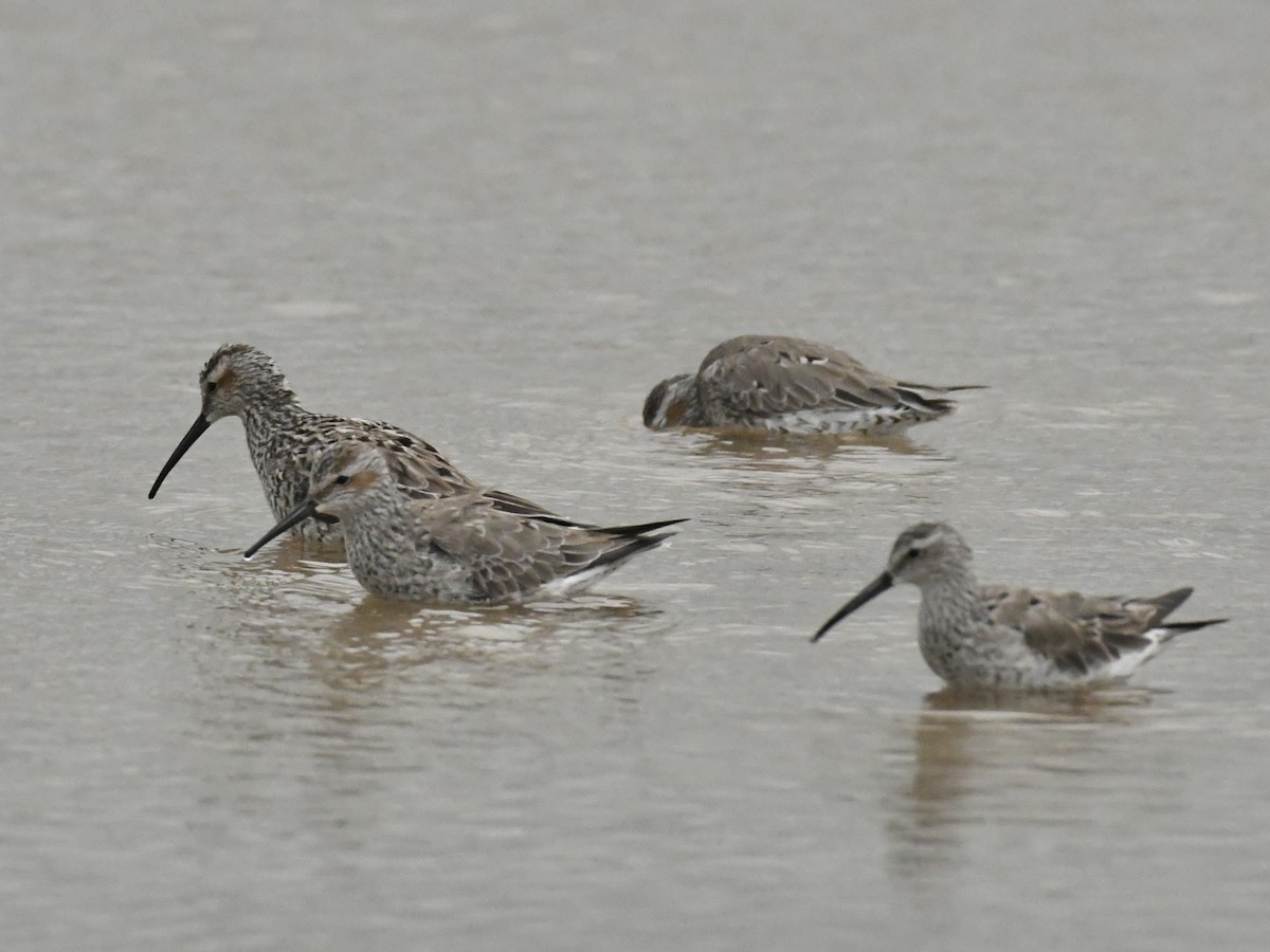 Stilt Sandpiper - ML618071870