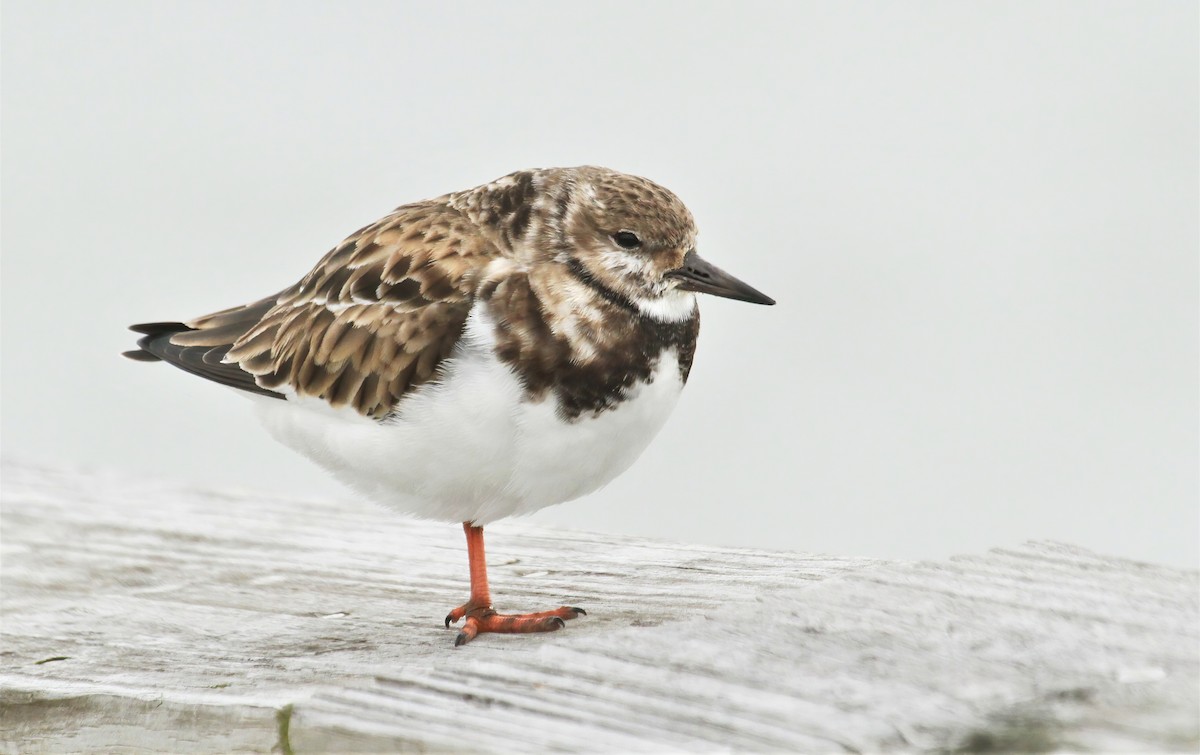 Ruddy Turnstone - ML618071873