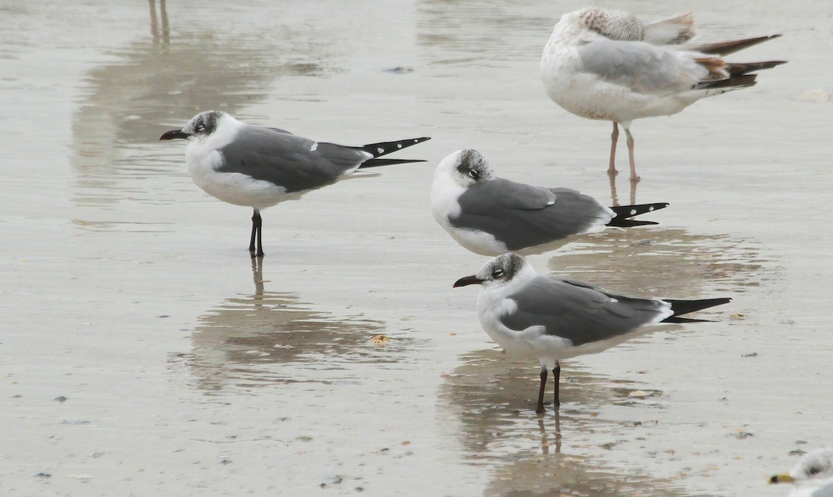 Laughing Gull - ML618071878