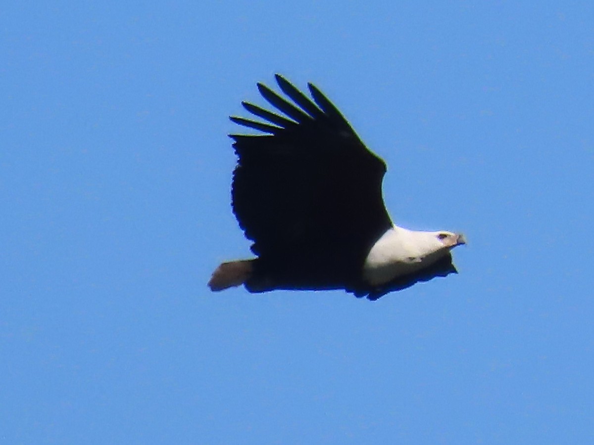 African Fish-Eagle - Ursula  Mitra