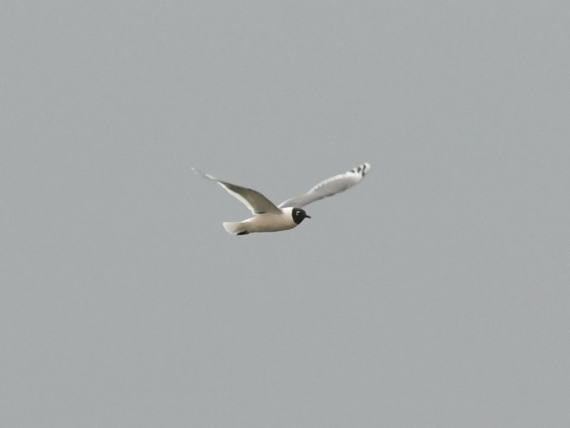 Franklin's Gull - ML618071881