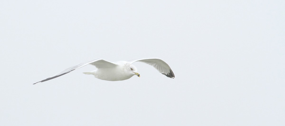 Ring-billed Gull - ML618071890