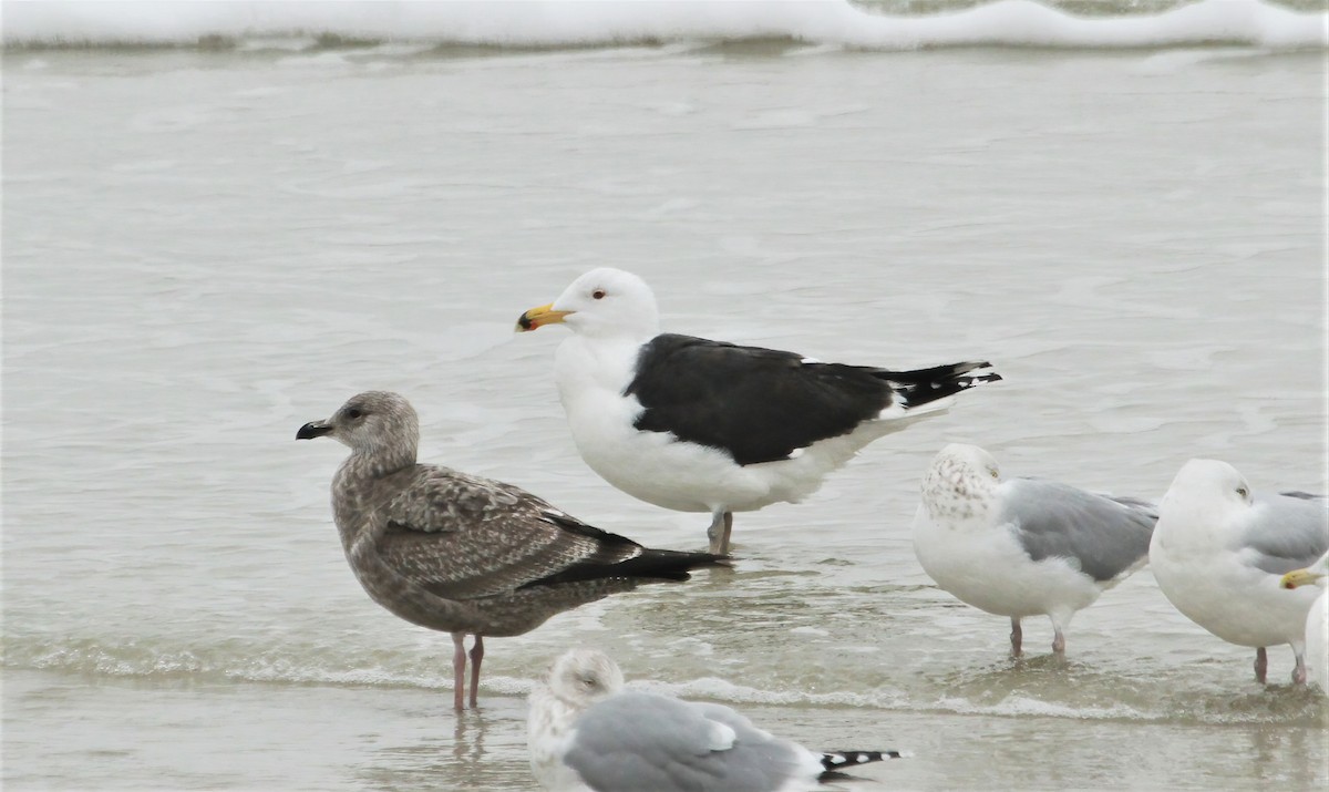 Great Black-backed Gull - ML618071892