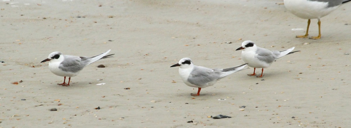 Forster's Tern - Thomas Smith