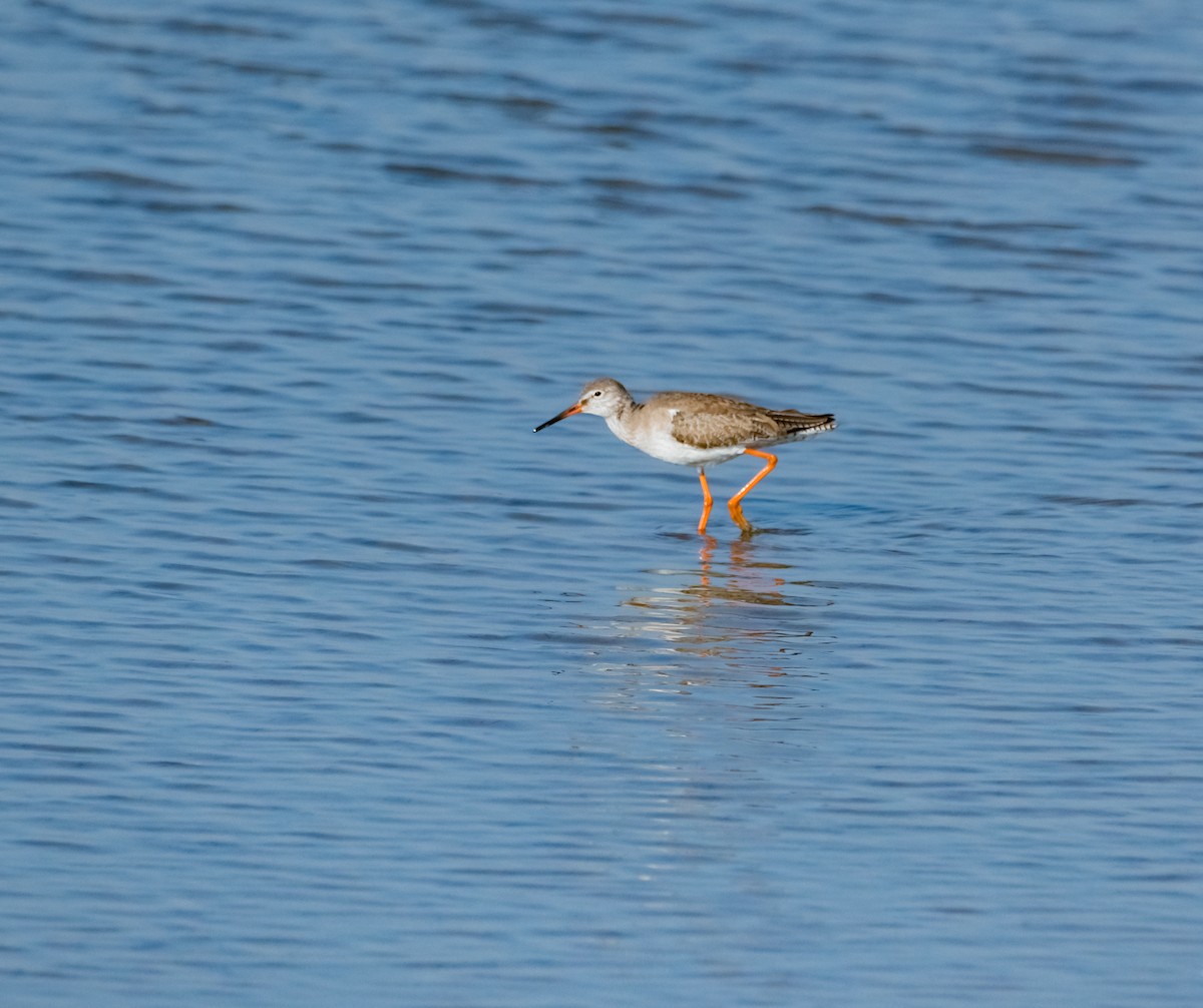 Common Redshank - ML618071899