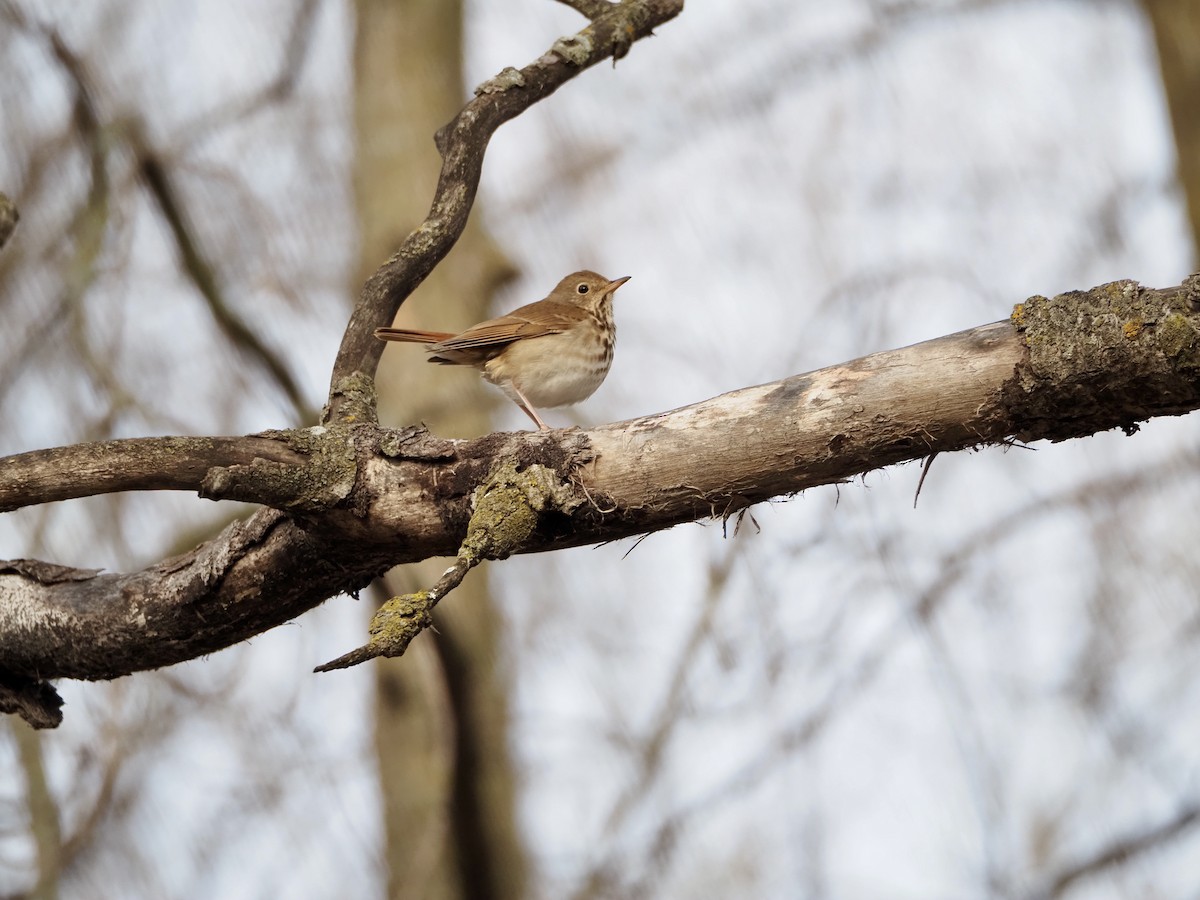 Hermit Thrush - Thomas Boe