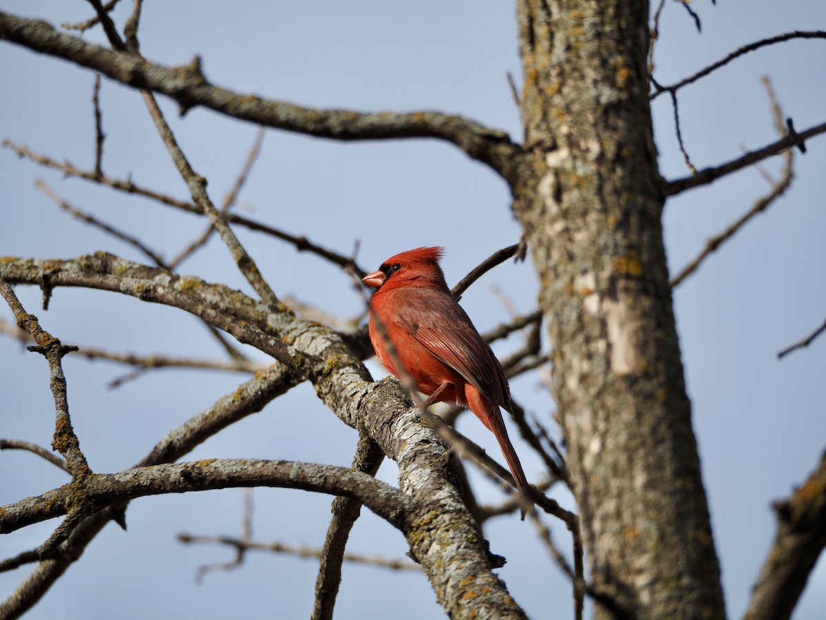 Northern Cardinal - Thomas Boe