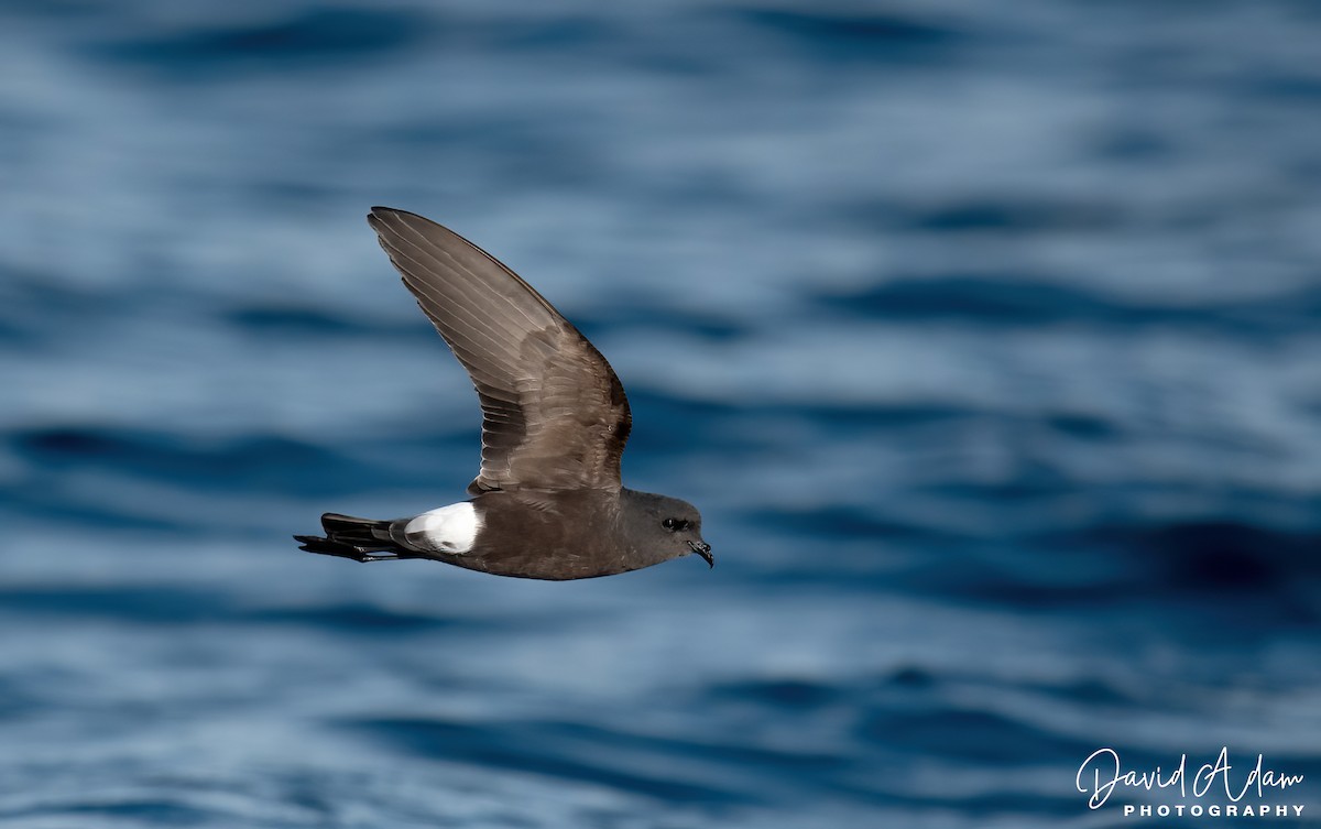 Wilson's Storm-Petrel - ML618071911