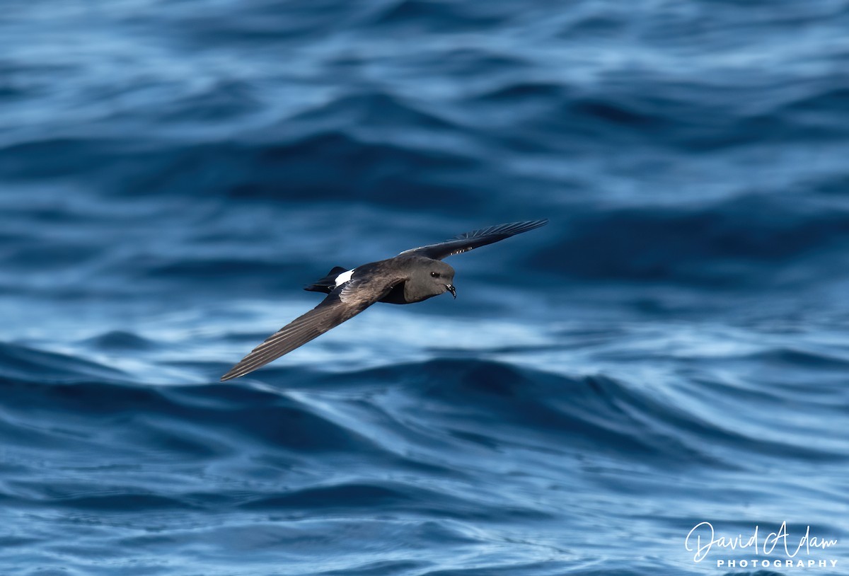 Wilson's Storm-Petrel - ML618071912