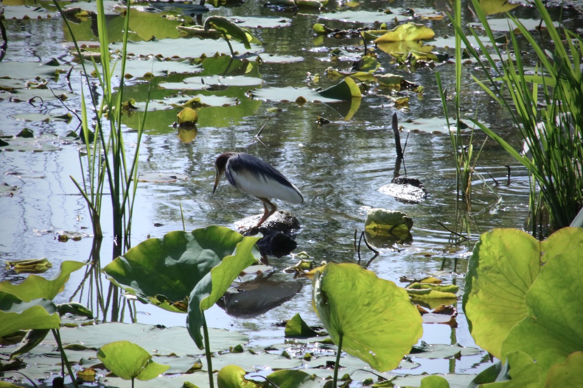 Цагаан сахлаг дэглэй - ML618071915