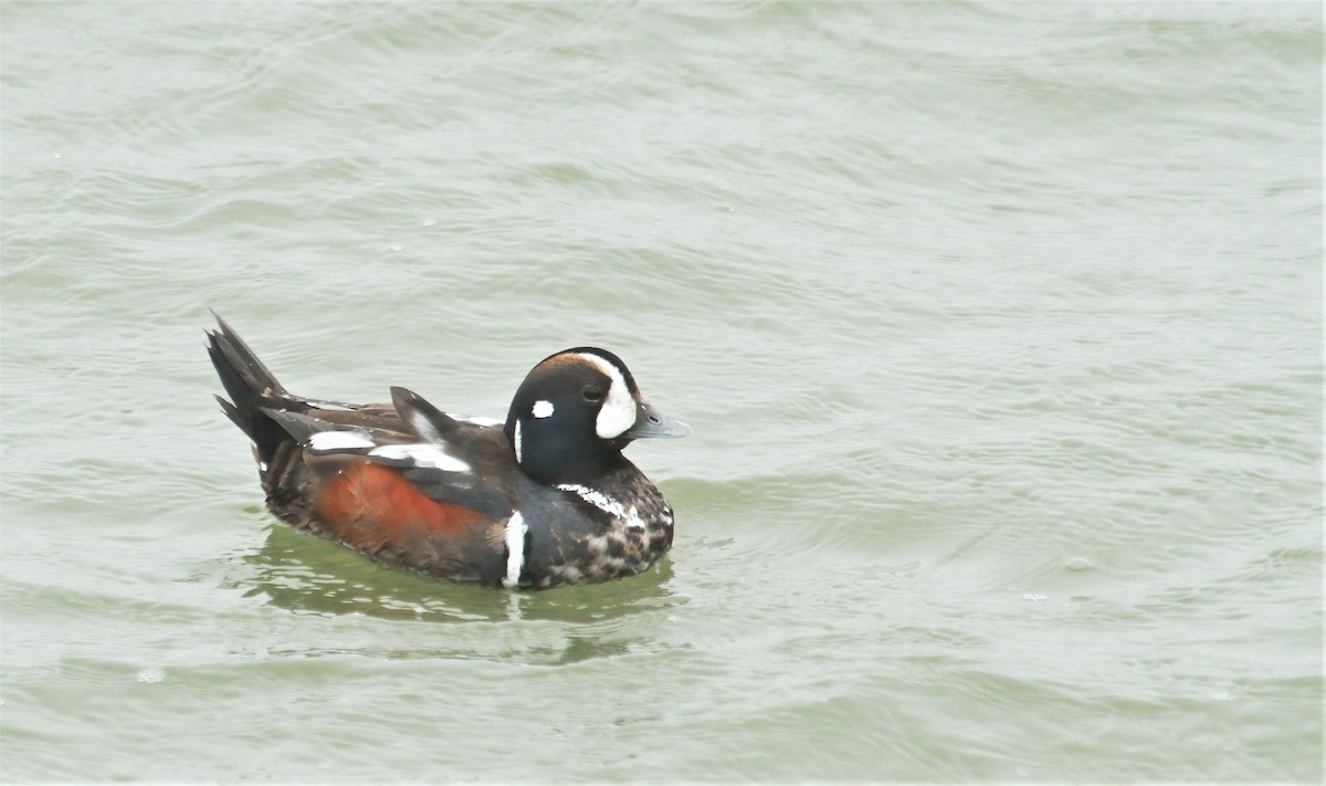 Harlequin Duck - ML618071916