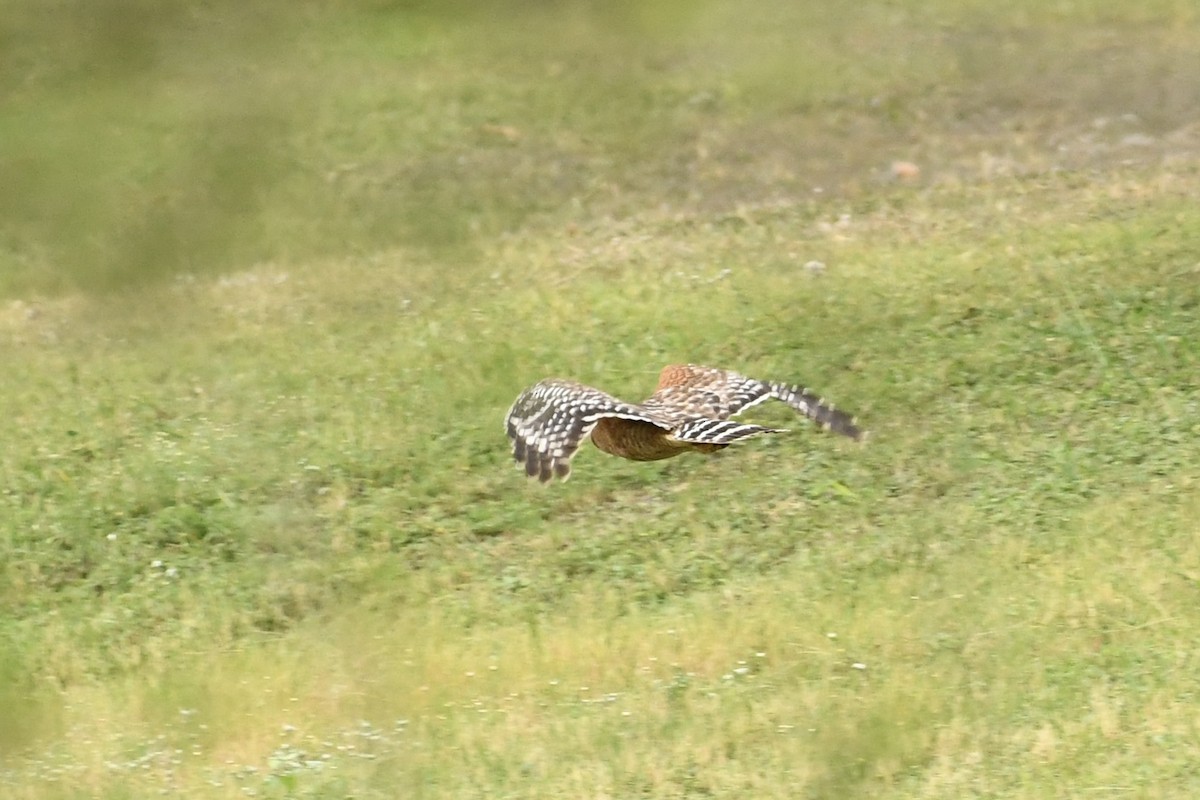 Red-shouldered Hawk - Kent Kleman