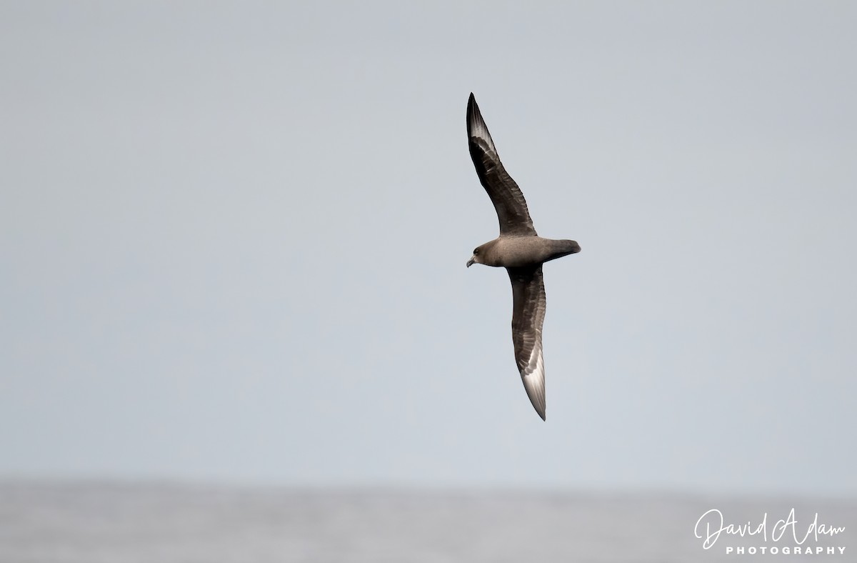 Providence Petrel - David Adam