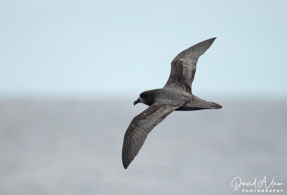 Providence Petrel - David Adam