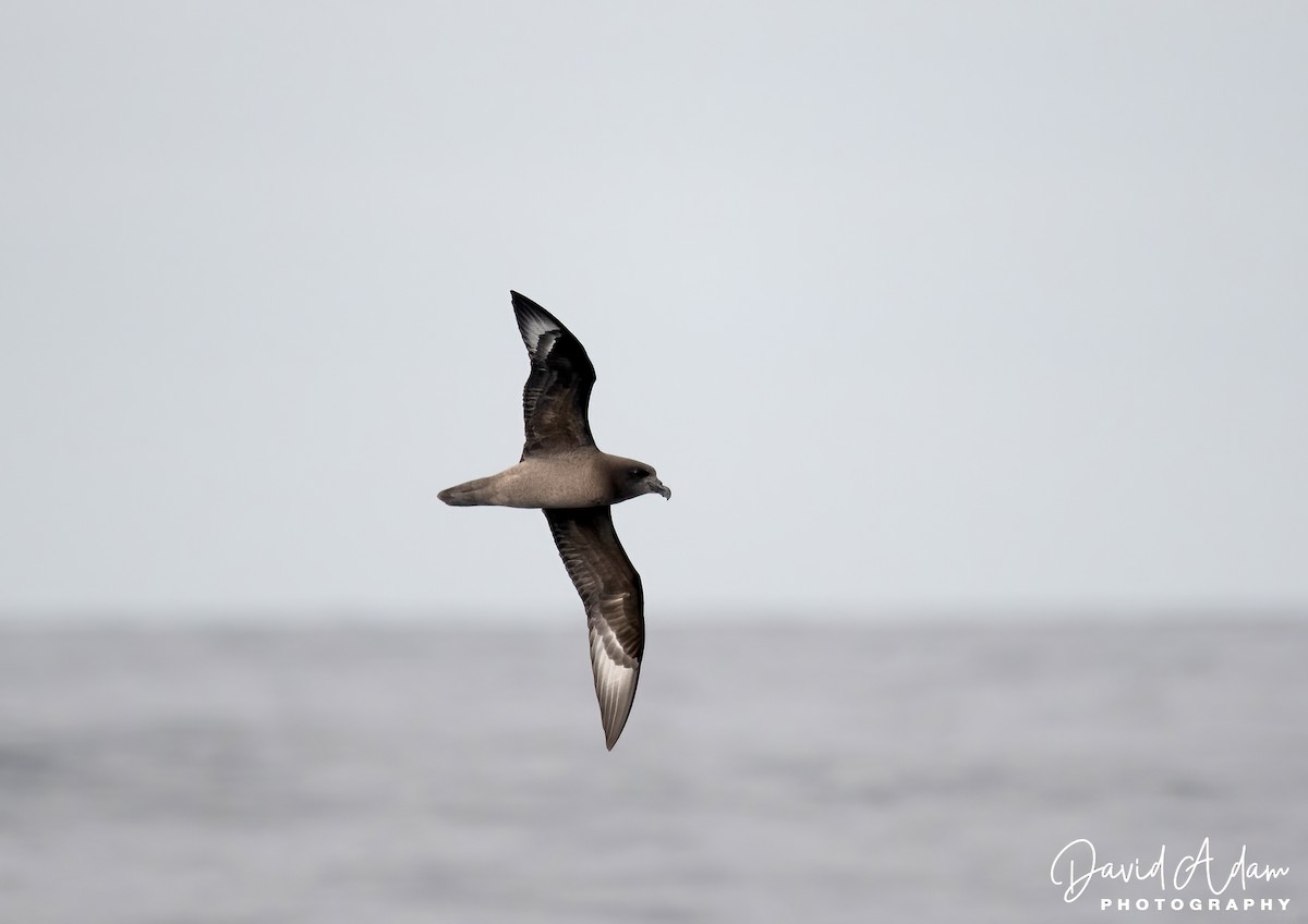 Petrel de Solander - ML618071932