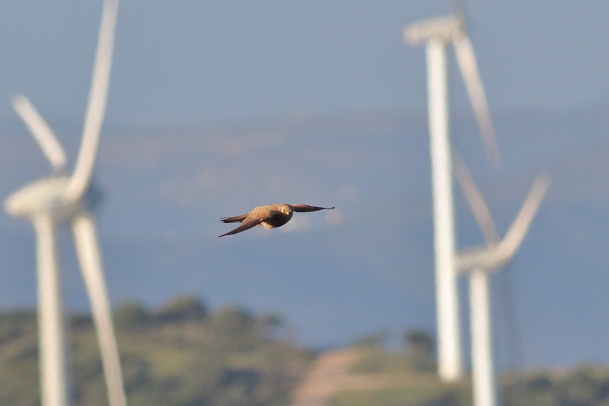 Lesser Kestrel - ML618071936