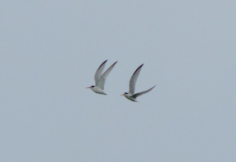 Little Tern - Carl Miller