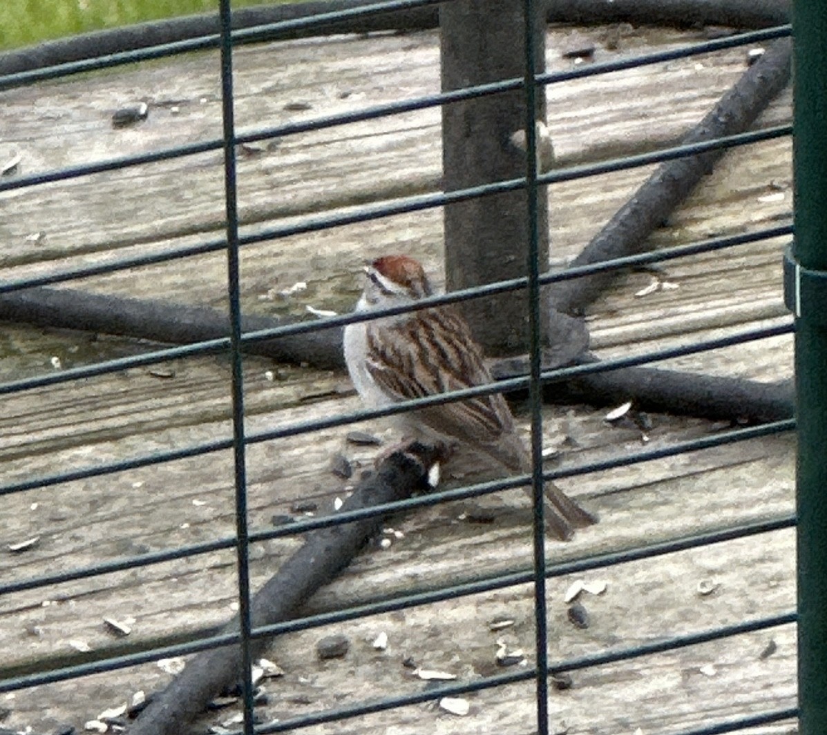 Chipping Sparrow - Courtney Kelly Jett