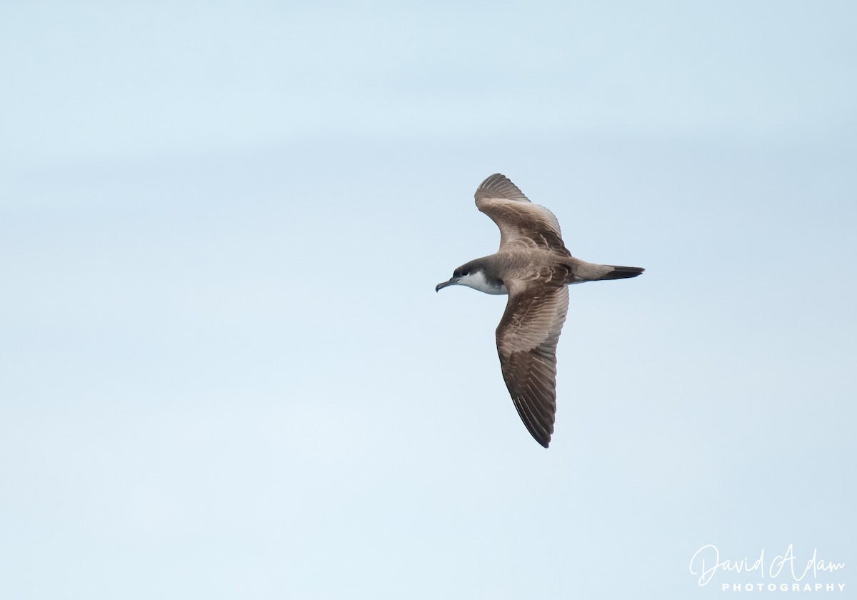 Buller's Shearwater - ML618071966