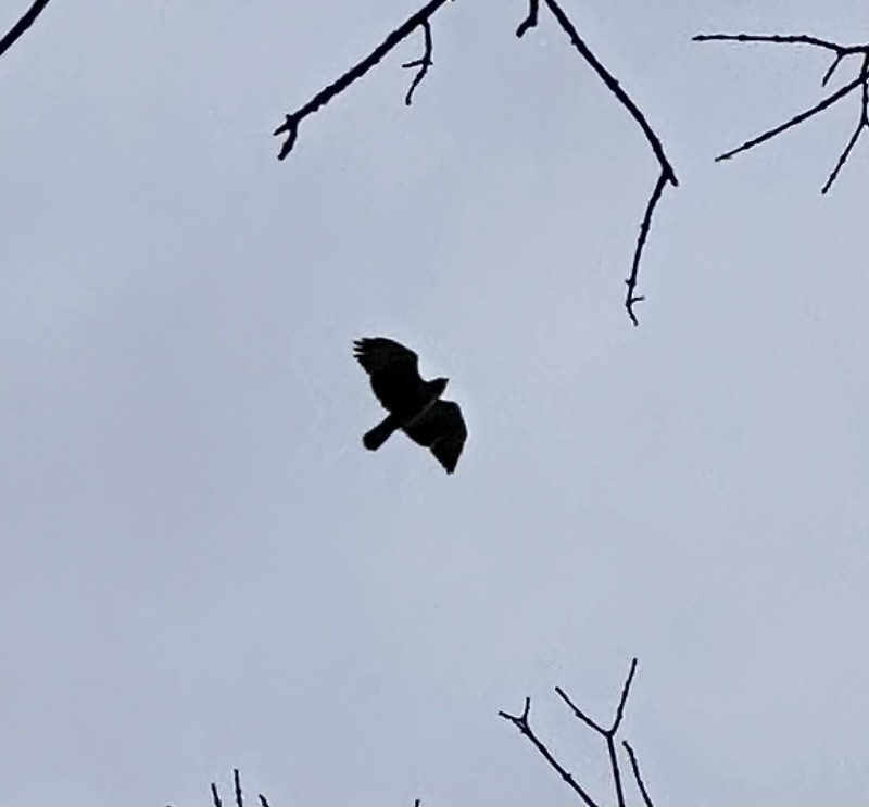 Red-tailed Hawk - ML618071978