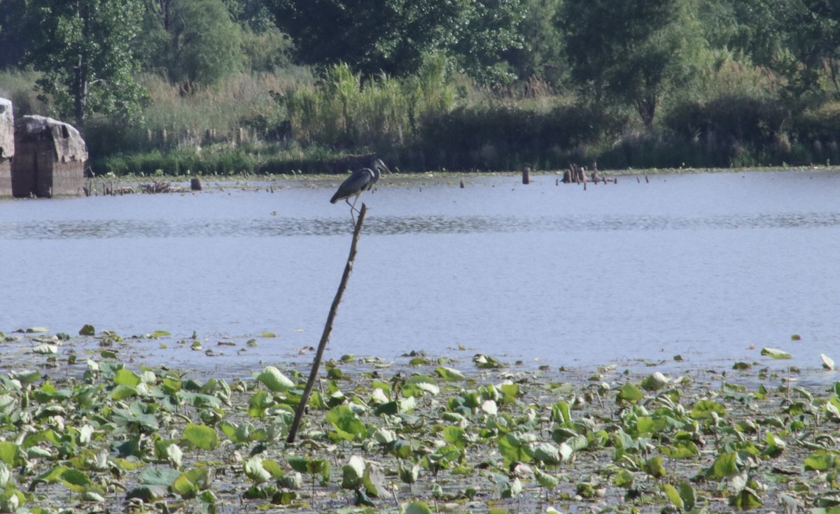 Gray Heron - Lorin Mcknight