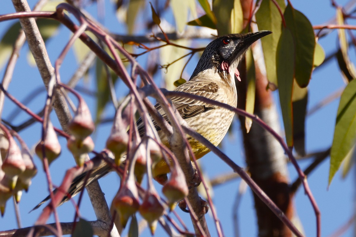 Red Wattlebird - ML618071991