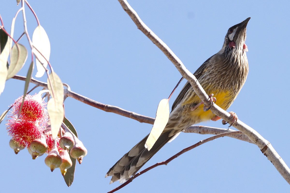 Red Wattlebird - ML618071992