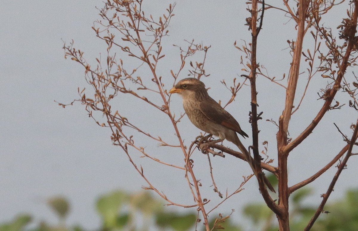 Yellow-billed Shrike - ML618072004