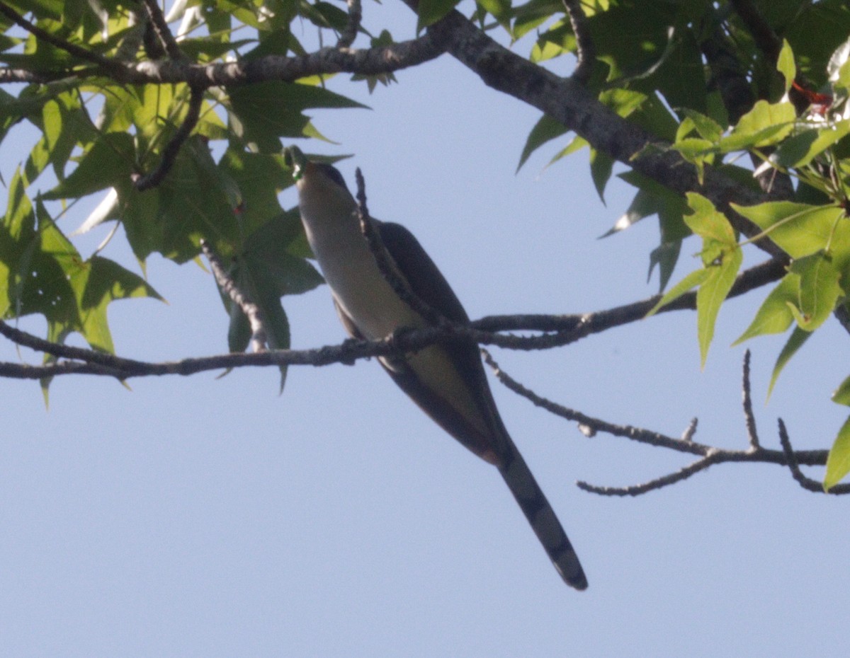 Yellow-billed Cuckoo - Daphne Asbell