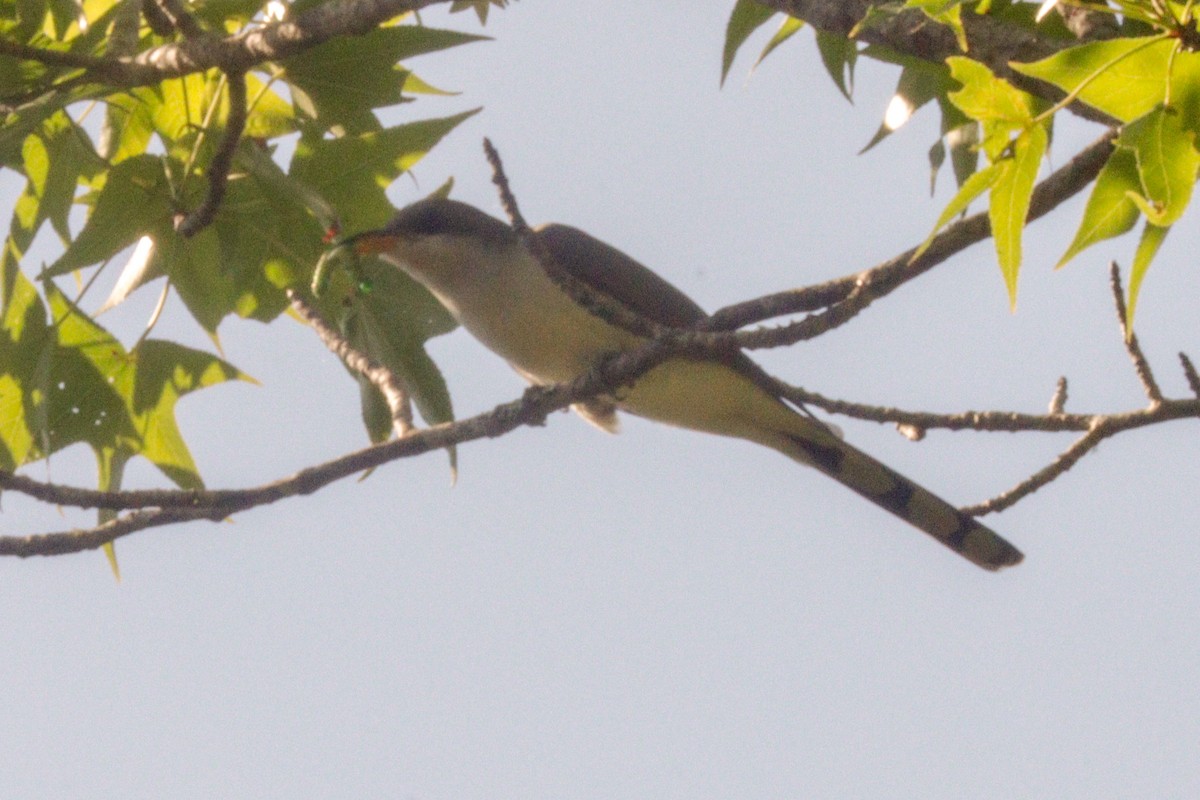 Yellow-billed Cuckoo - Daphne Asbell