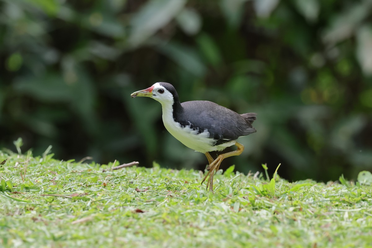 White-breasted Waterhen - Peter Christiaen