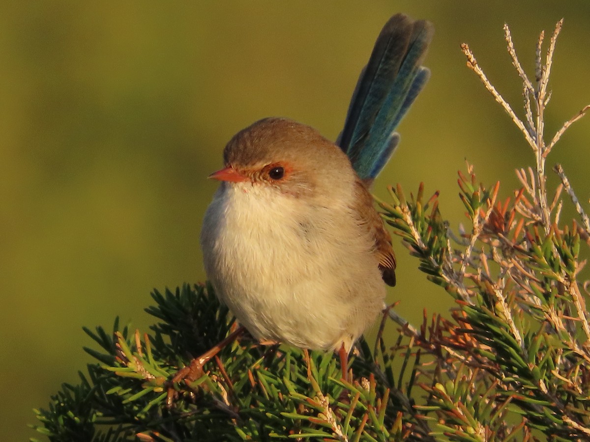 Superb Fairywren - Alistair Campbell