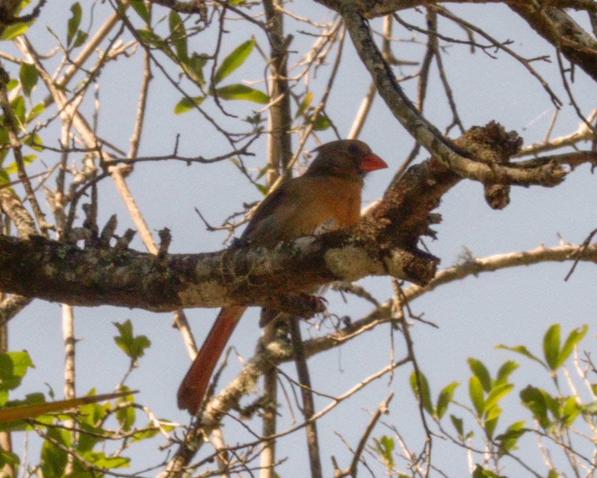 Northern Cardinal - ML618072031