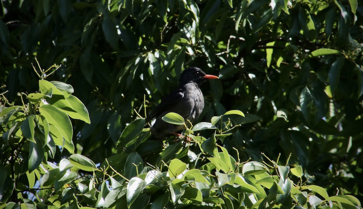 Black Bulbul - ML618072033