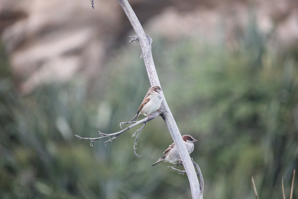 Moineau domestique - ML618072035