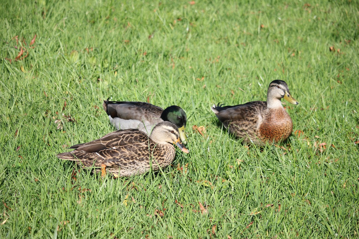 Mallard - Darron Gedge