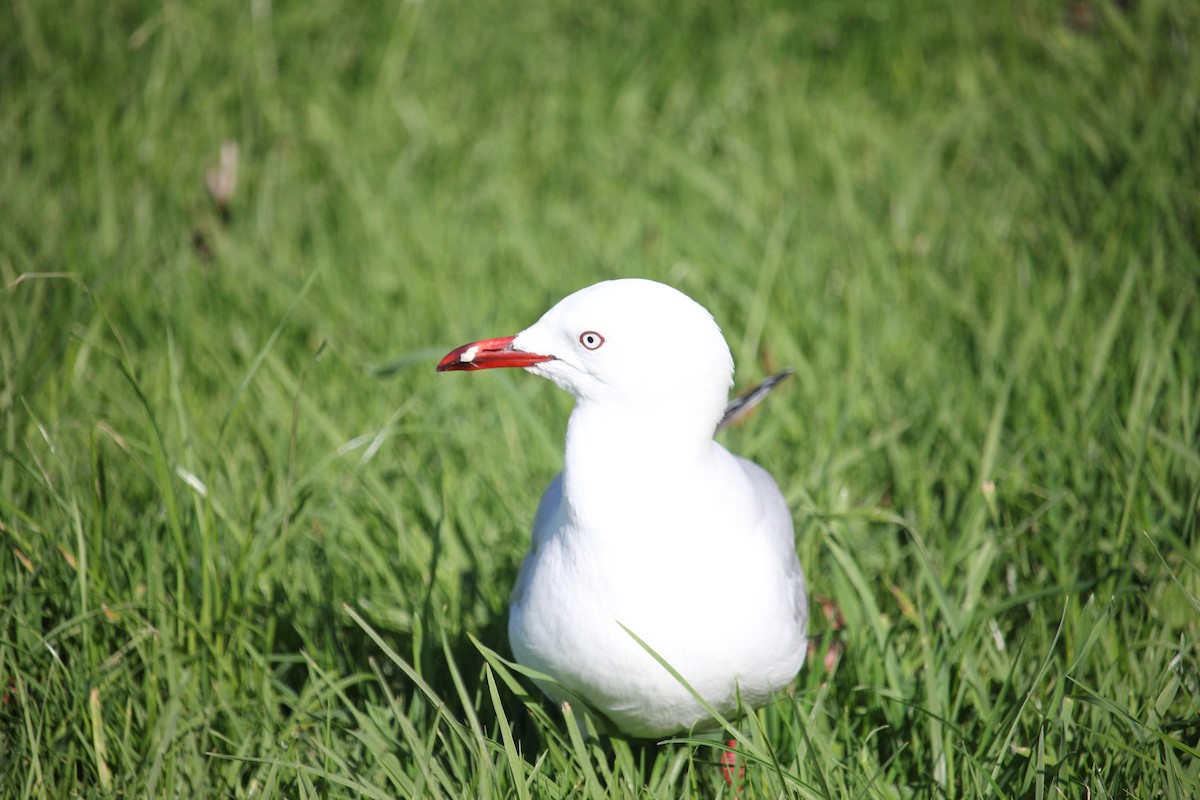 Silver Gull - Darron Gedge