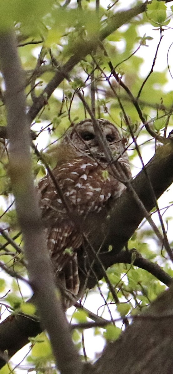 Barred Owl - ML618072049