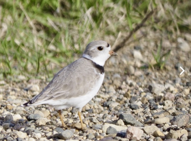 Piping Plover - ML618072051