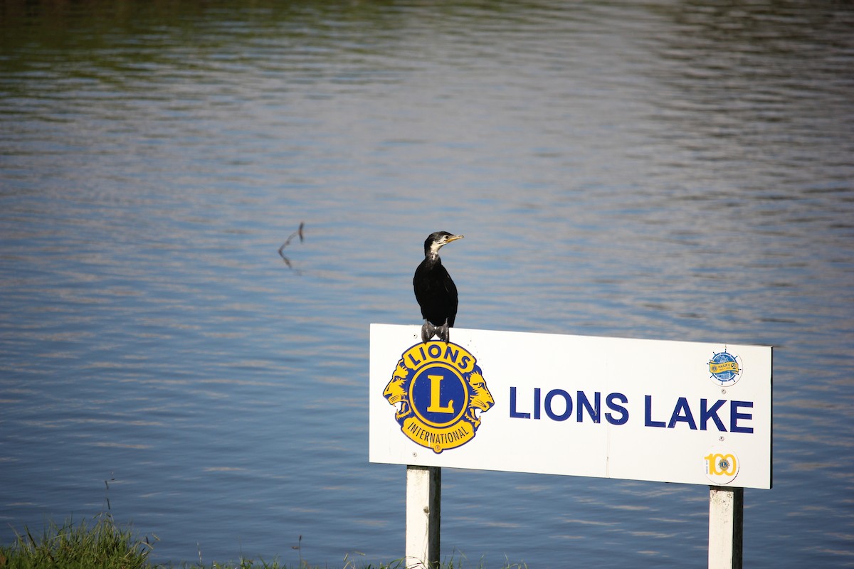 Little Pied Cormorant - ML618072052