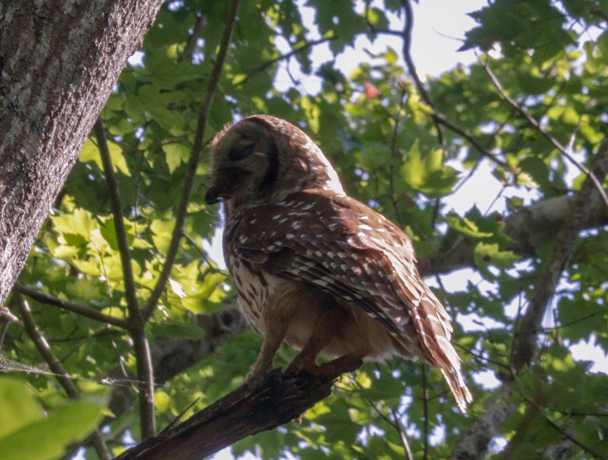 Barred Owl - ML618072056