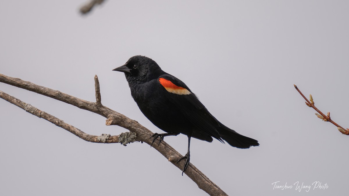 Red-winged Blackbird - Tianshuo Wang