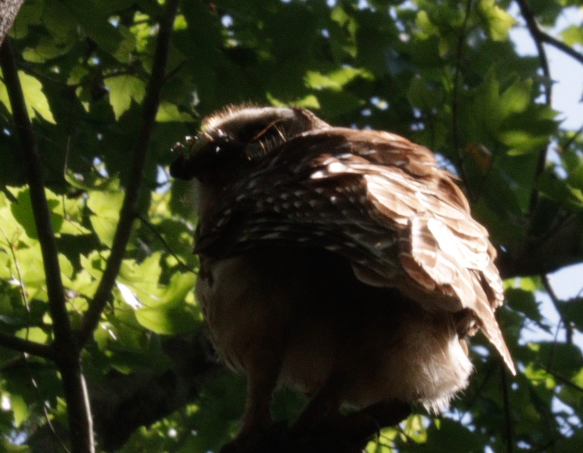 Barred Owl - ML618072063